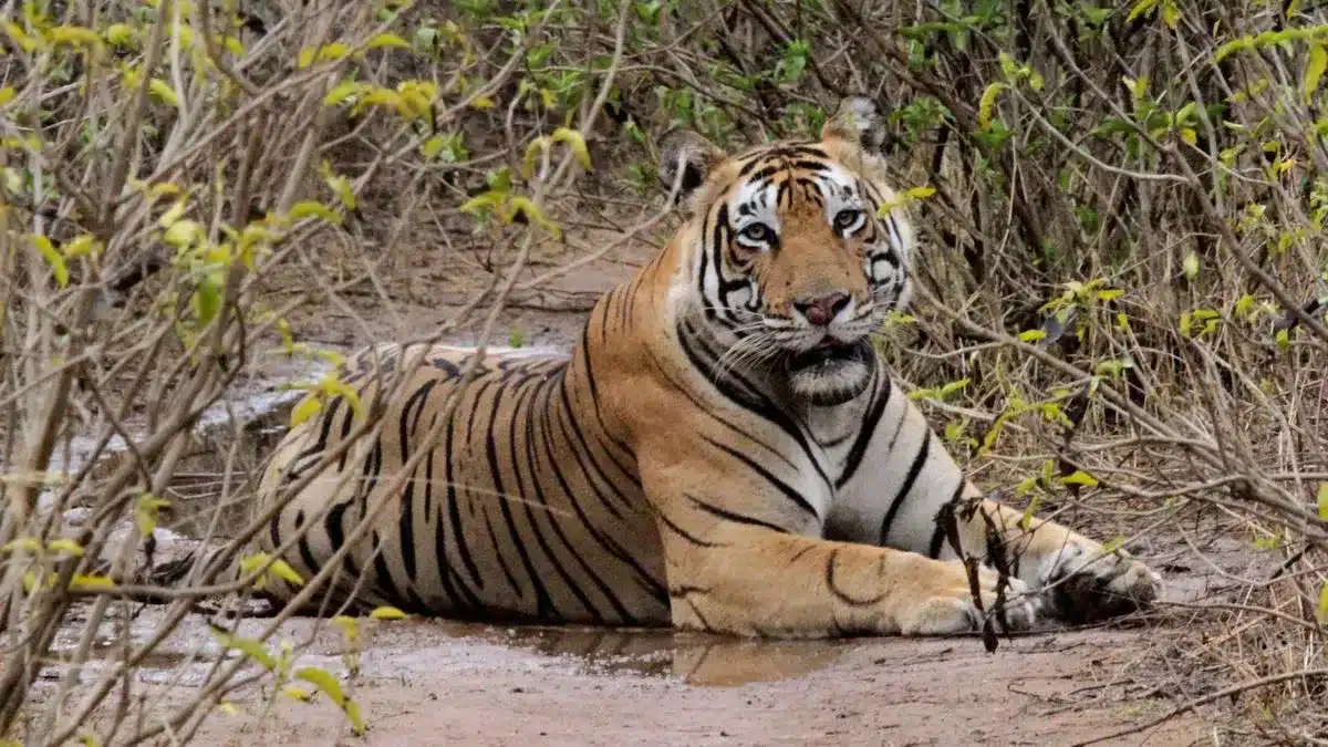 Guru Ghasidas-Tamor Pingla Tiger Reserve