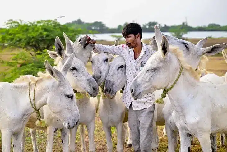 Halari donkey