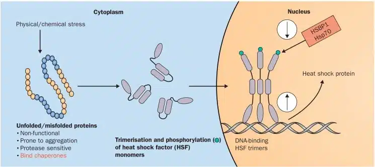 Heat Shock Protein 70 (HSP70)
