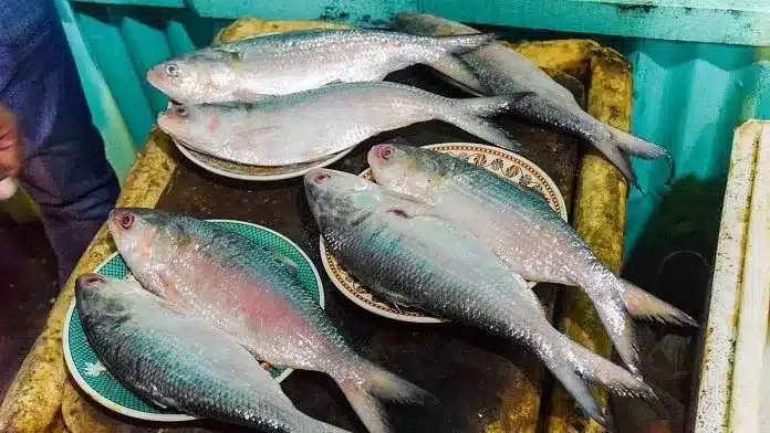 Hilsa Fish