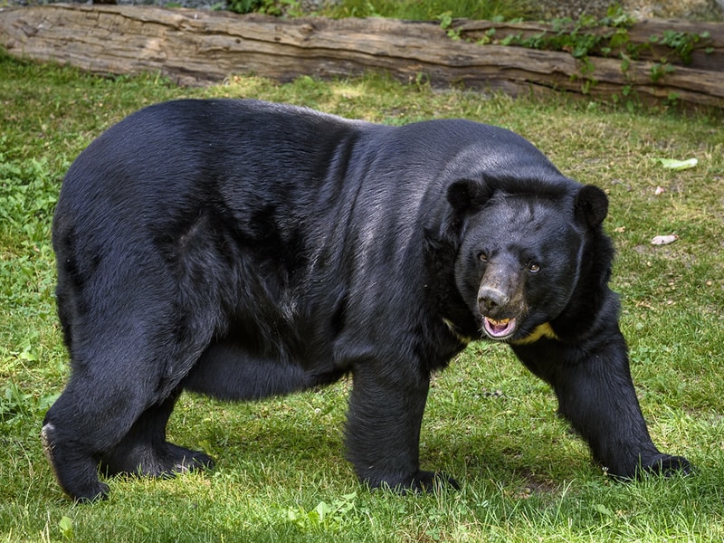Himalayan Black Bear
