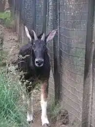Himalayan serow
