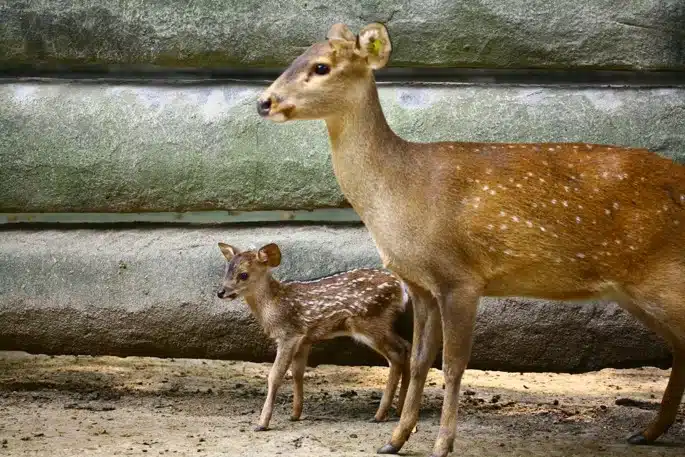 Hog deer
