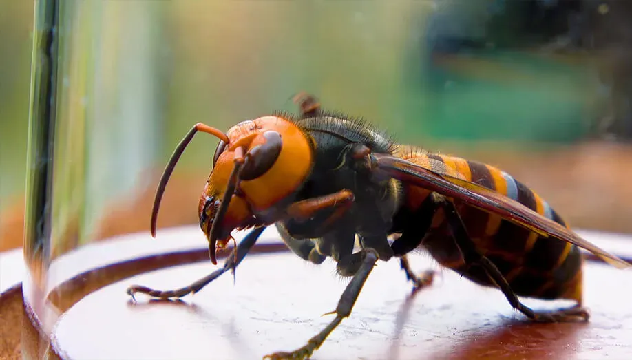 What are Hornets?