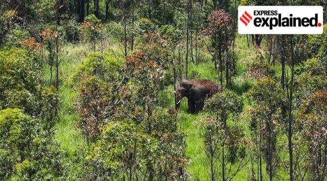 Human-Elephant Conflict