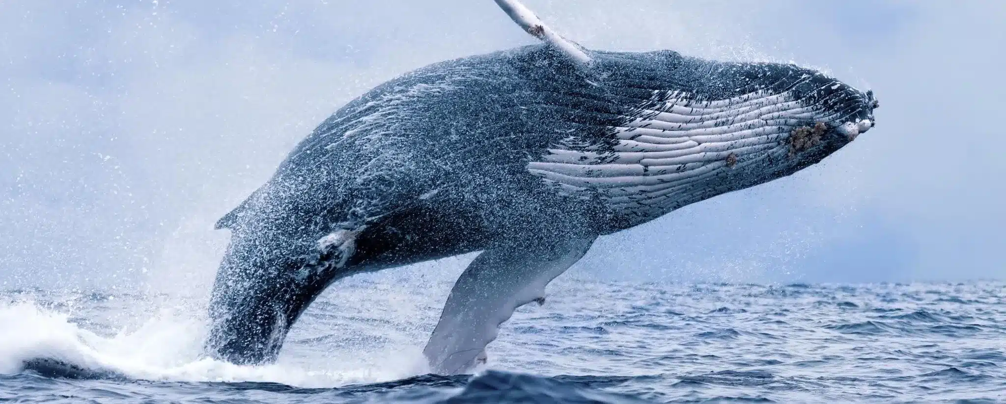 Humpback Whales