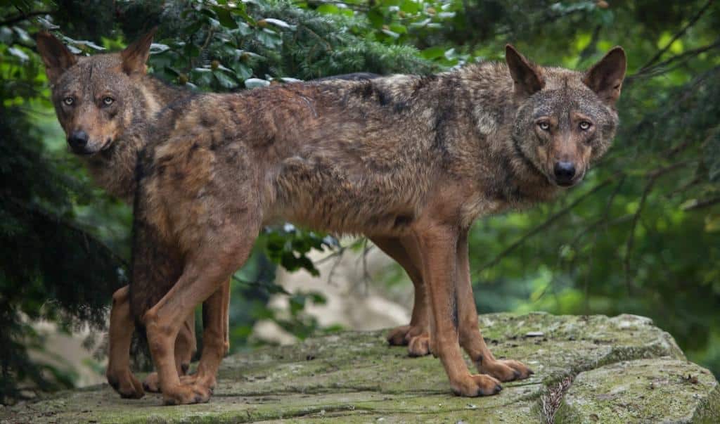 Iberian Wolf
