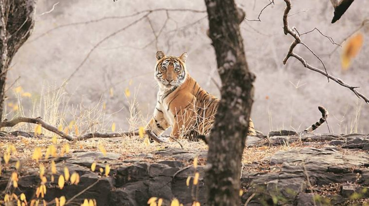 India now home to 70% of world’s tigers
