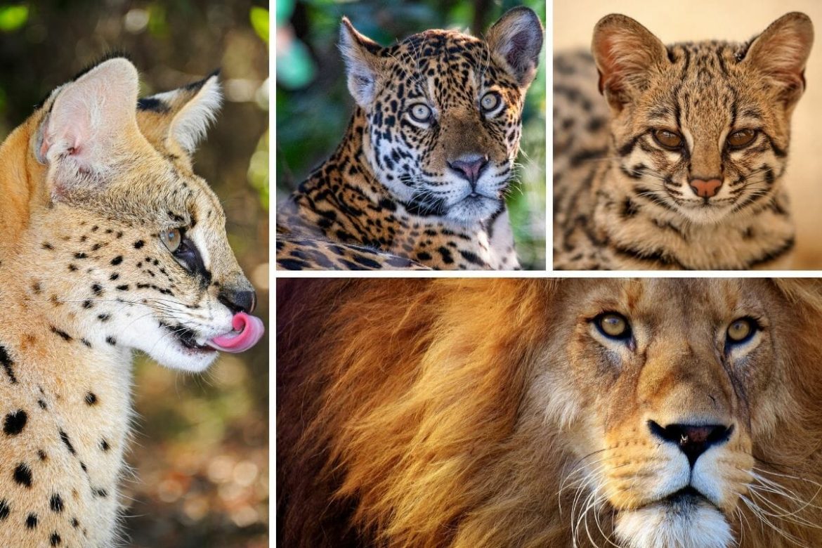 India to launch global alliance for big cats, invest 0 million