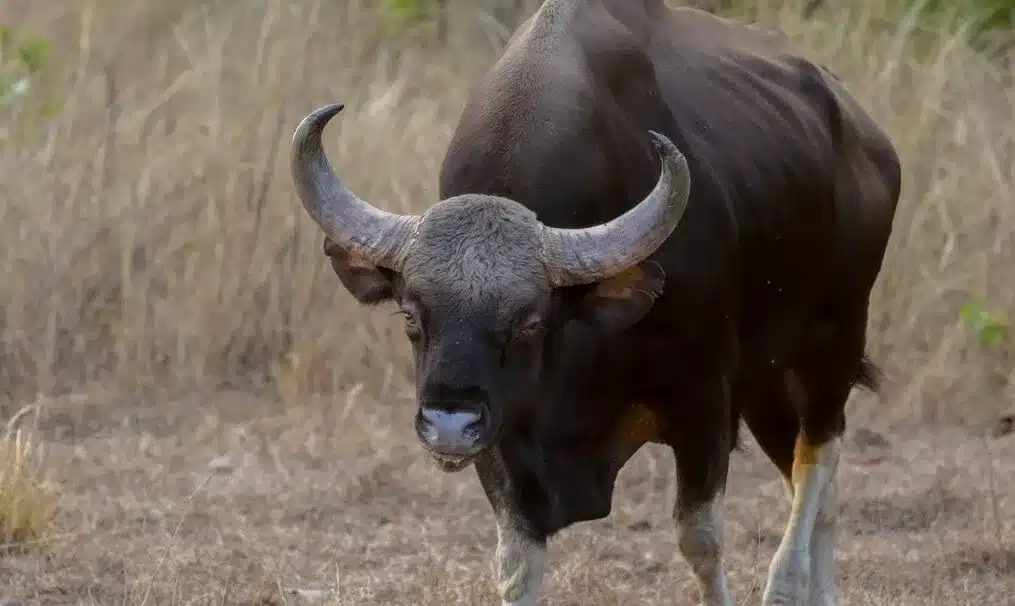 Key Facts about Indian Gaur
