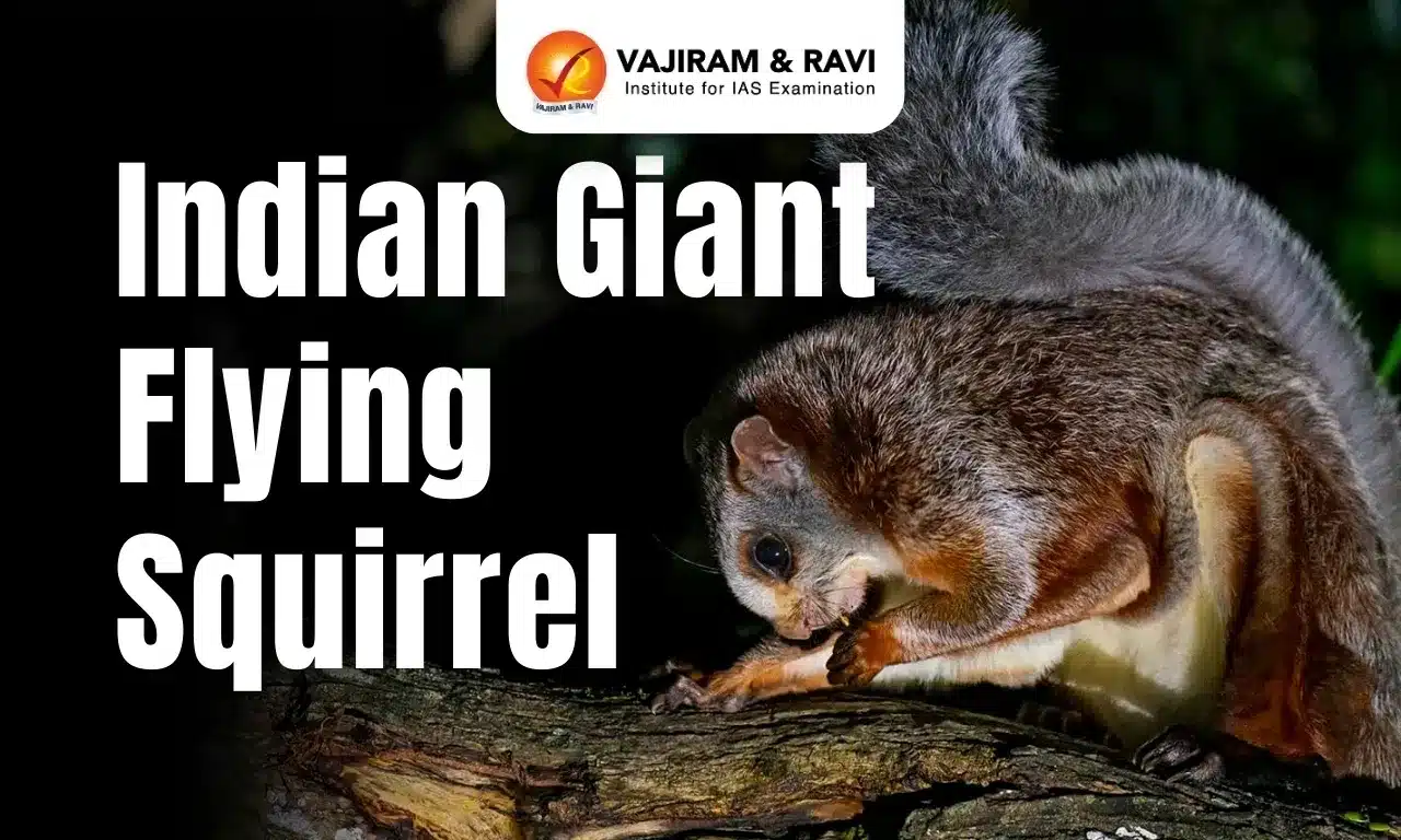Indian Giant Flying Squirrel
