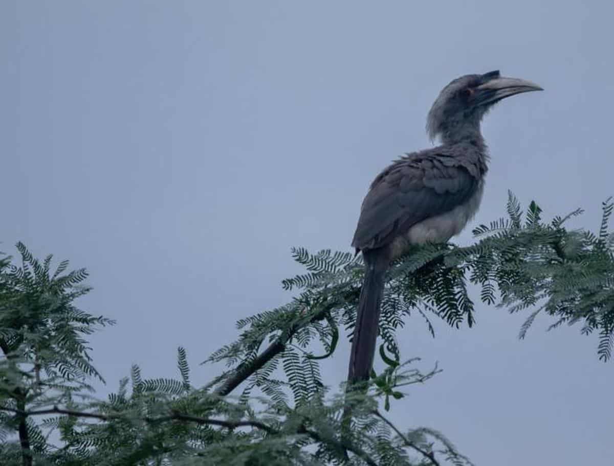 Indian Grey hornbill