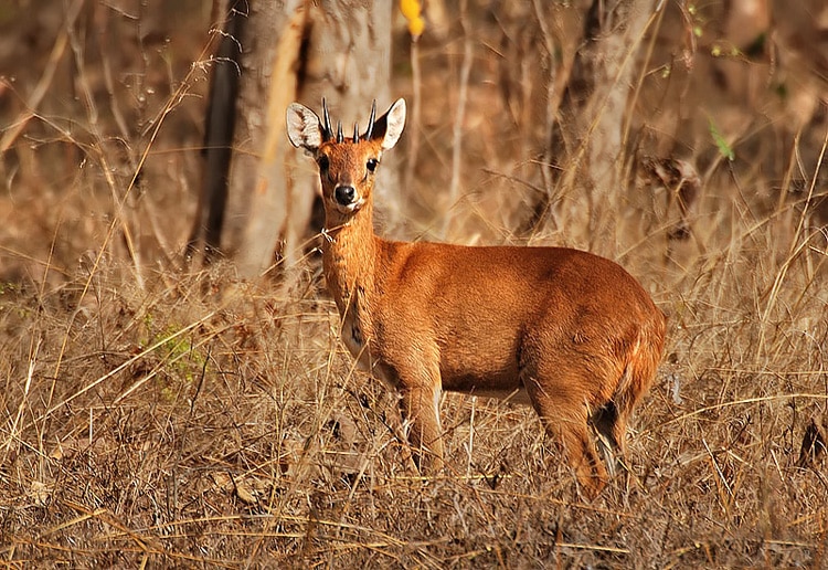 Indian Mouse Deer and Chousingha