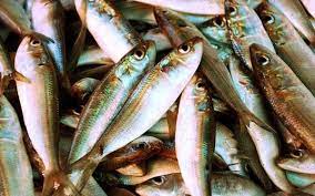 Indian oil sardine