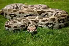 Indian Rock Python