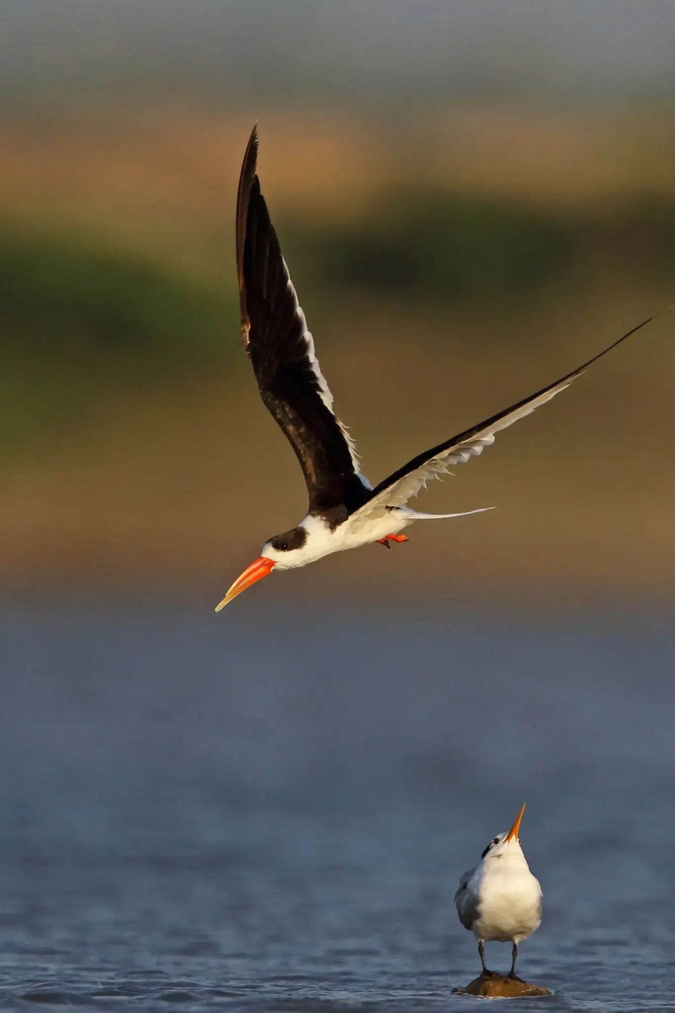 What is an Indian Skimmer?