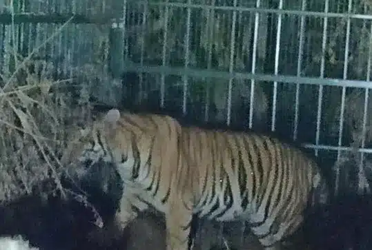 India to set up International Big Cat Alliance