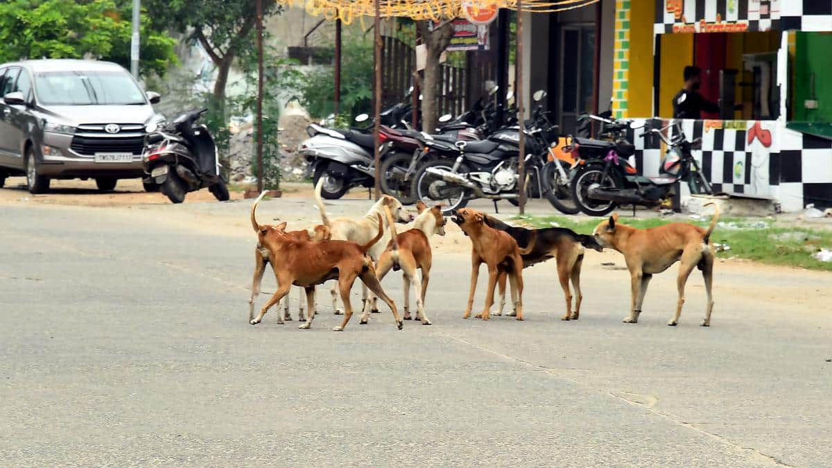 Issue of Stray Dogs in India