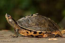 Indian Tent Turtle