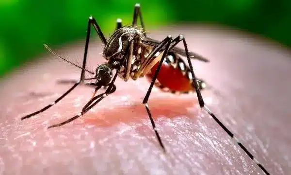 What is Japanese Encephalitis?
