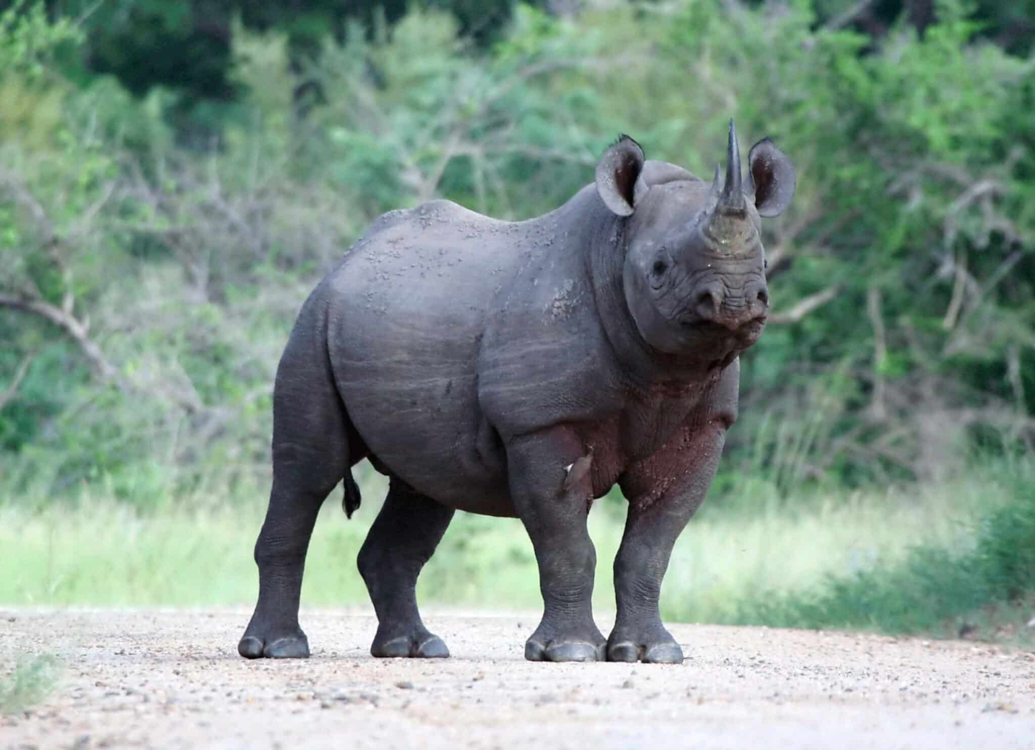 Javan Rhinos