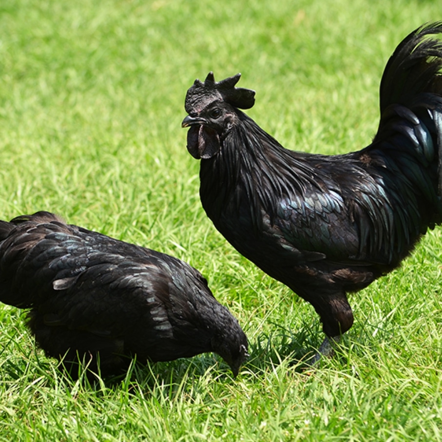 What is Kadaknath Chicken?