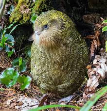 Kakapo (Owl Parrot)