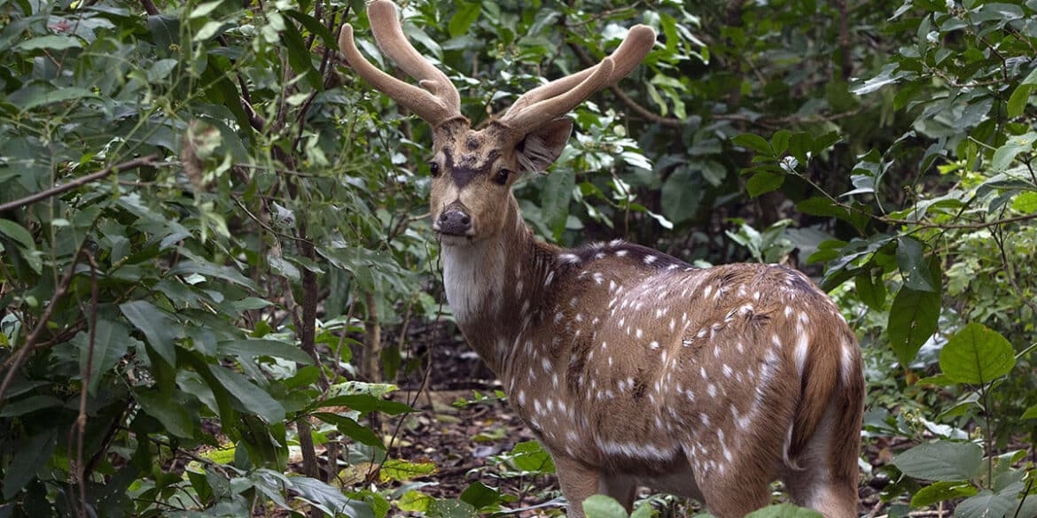 Kalagarh Tiger Reserve (KTR)