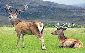 Kashmir Stag