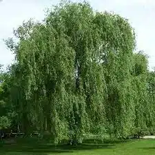 Kashmir willow