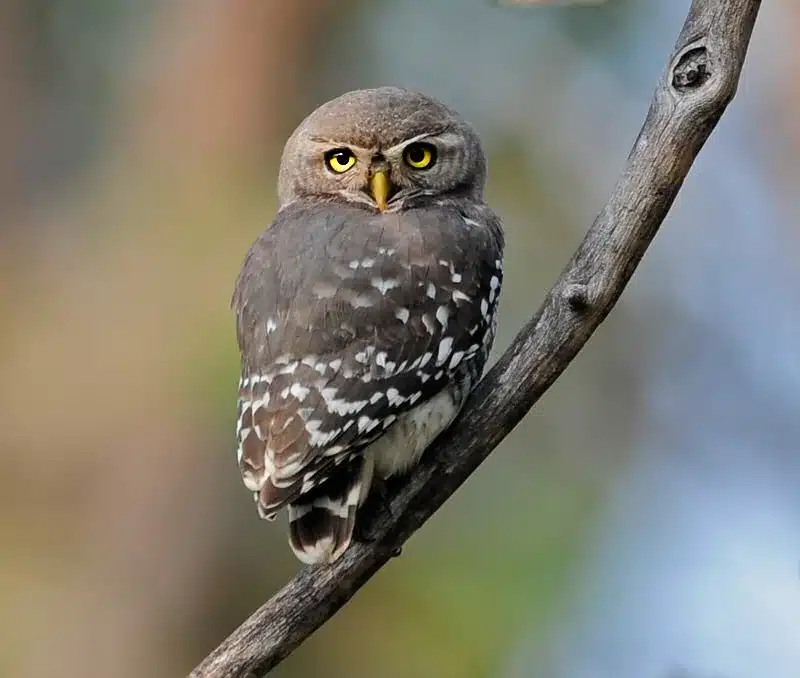 Key Facts about Forest Owlet