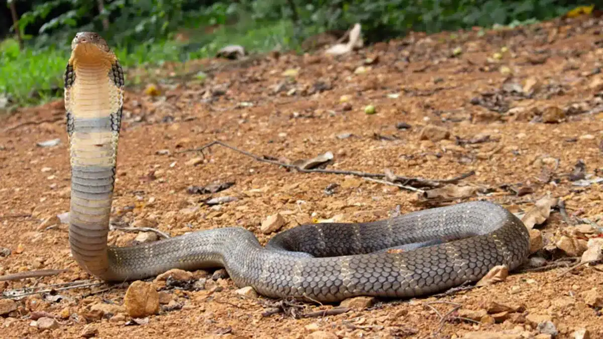 King Cobra