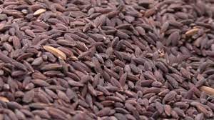 Koraput Kalajeera Rice