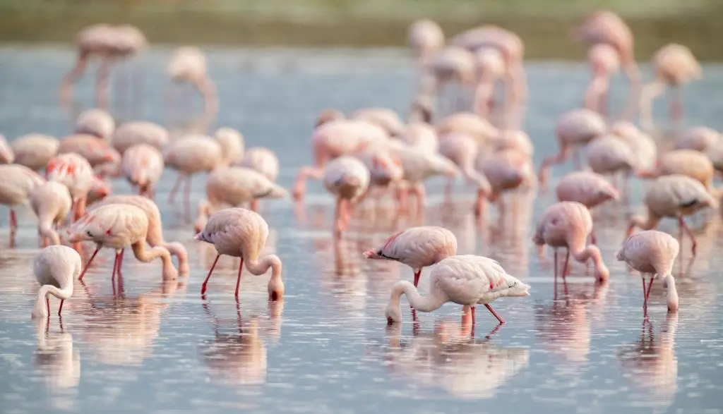 Lake Natron