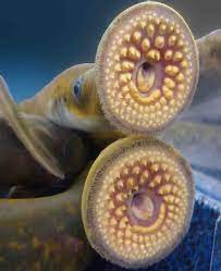 Lamprey Species