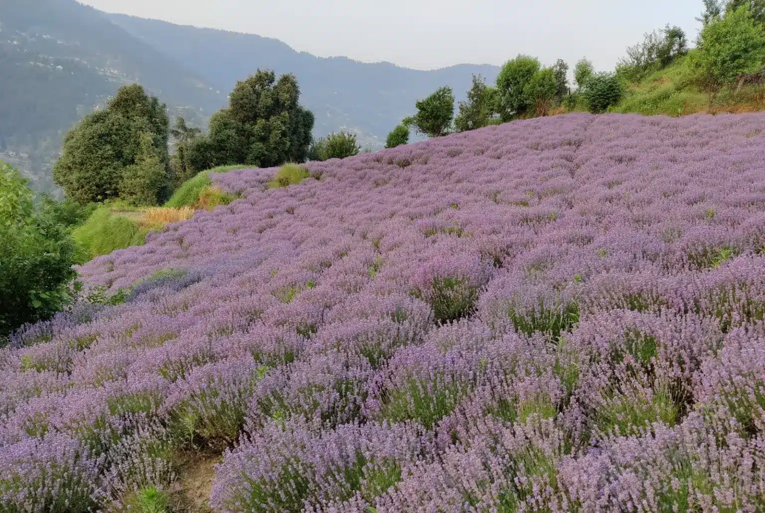 Lavender Cultivation
