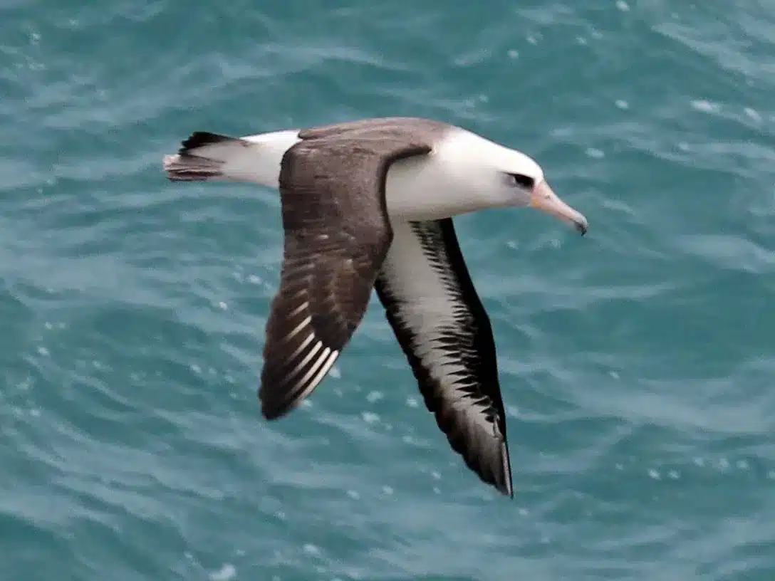 Laysan albatross