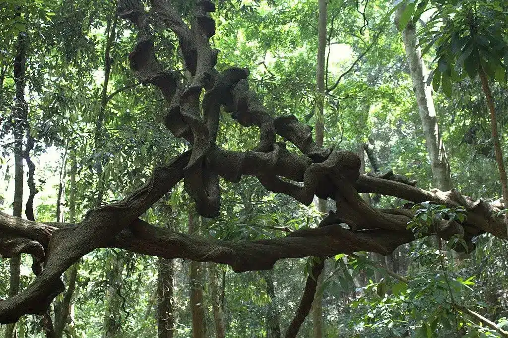 What are Lianas?
