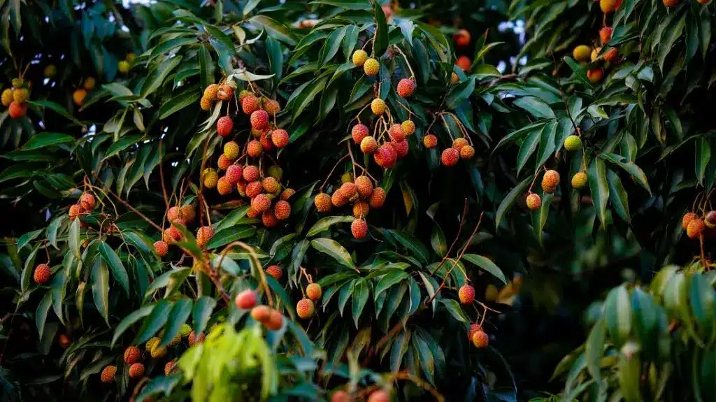 Litchi cultivation