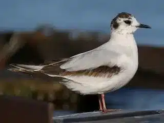 What is Little Gull?