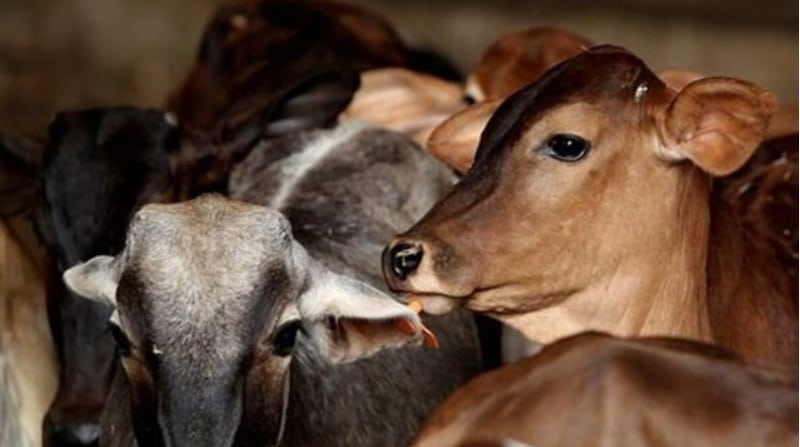 Centre to depute national level monitors to oversee livestock schemes
