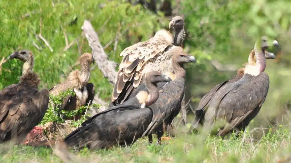 Long-billed Vulture