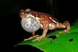 Malabar Tree Toad