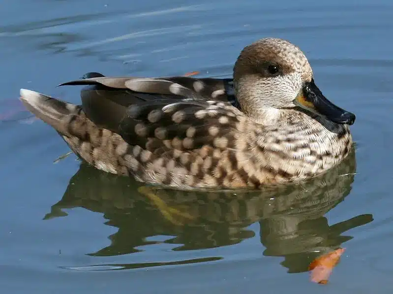 What is Marbled Duck?