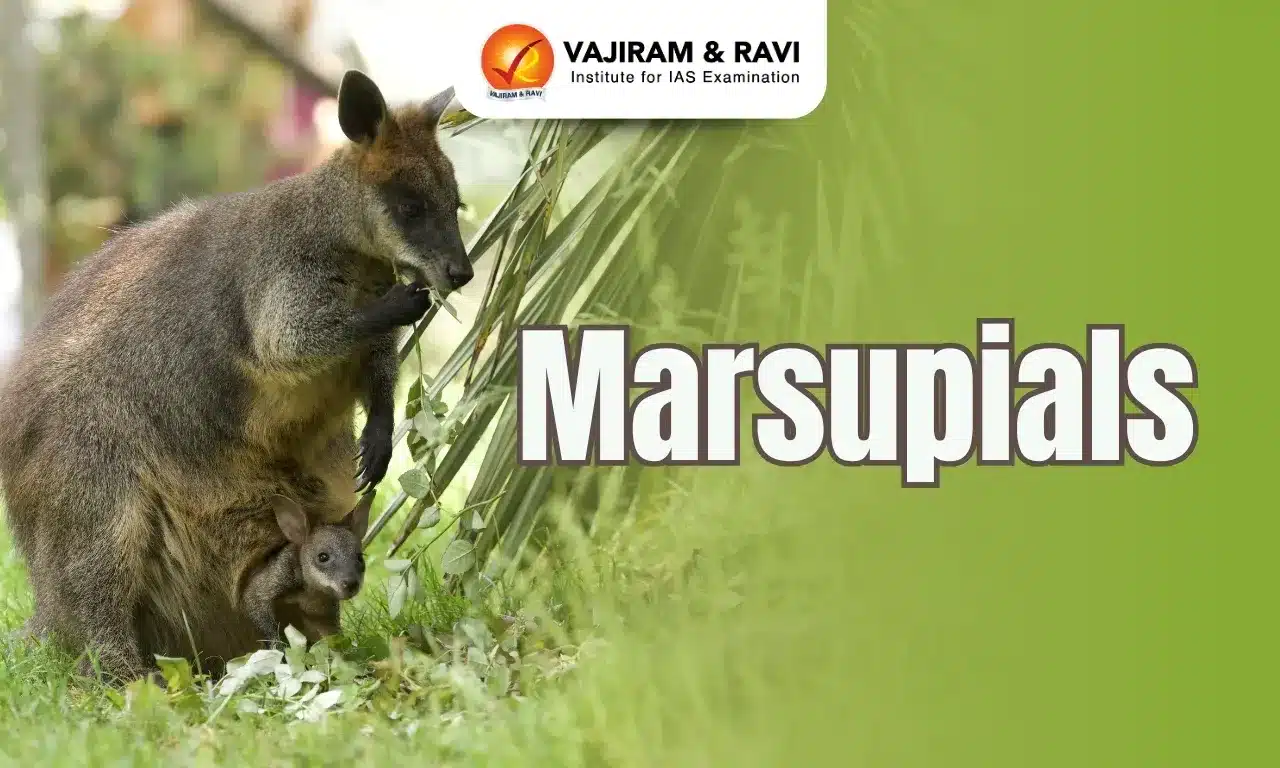Marsupials