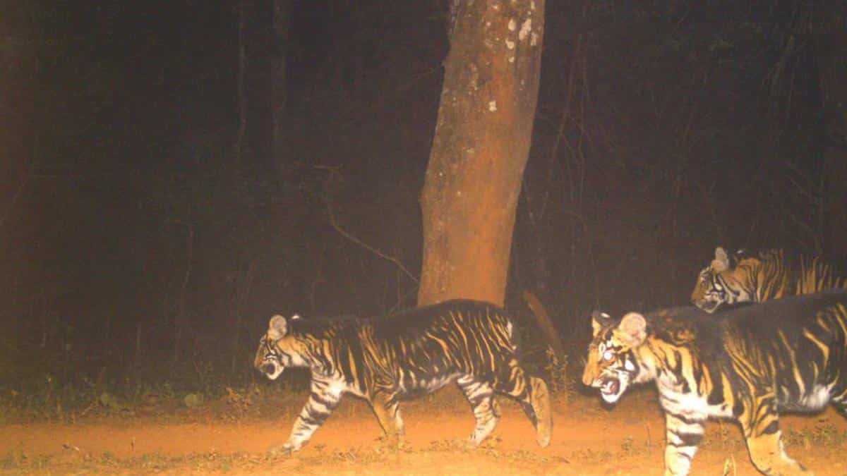 Black Tigers or Melanistic Tigers