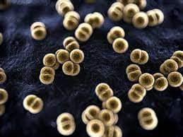 What is Meningococcal Disease?