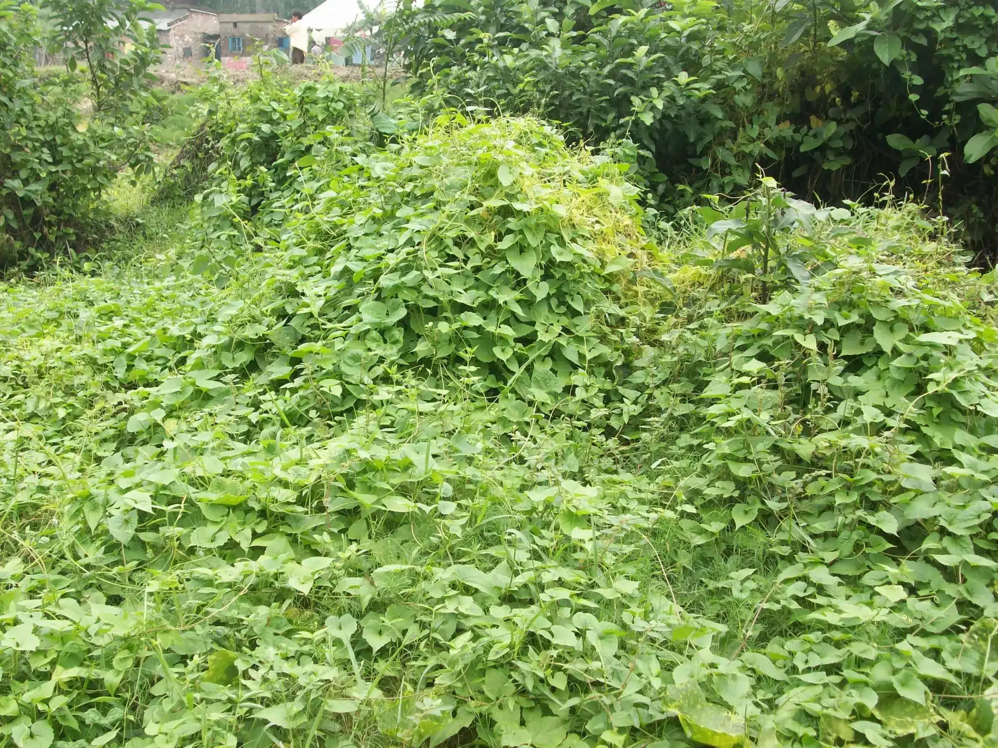 What is Mikania micrantha?