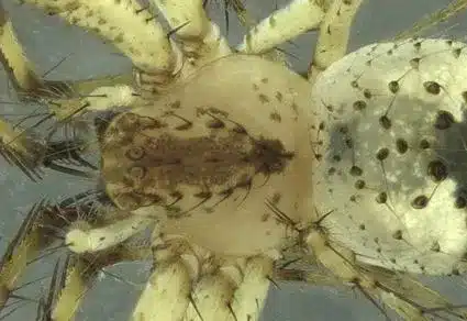 Mimetus spinatus and Mimetus parvulus