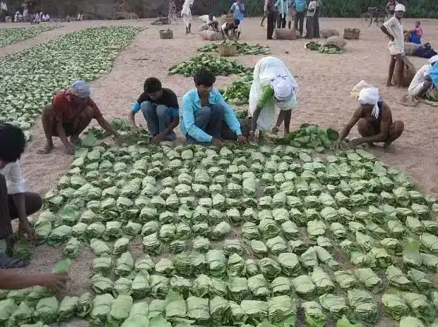 Minor Forest Produce
